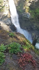 Heuchera micrantha diversifolia
