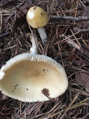 Amanita russuloides