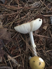 Amanita russuloides