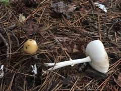 Amanita russuloides
