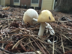 Amanita russuloides