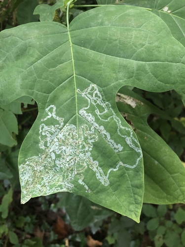 Tulip Tree Leaf Miner