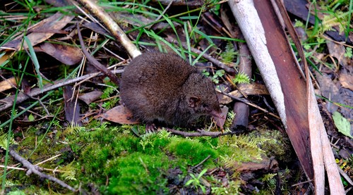 Mainland Dusky Antechinus (Antechinus mimetes)
