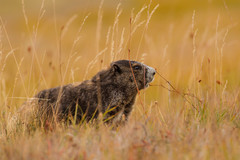 Marmota olympus