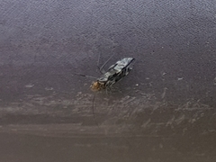 Cerastipsocus trifasciatus