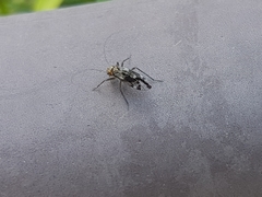 Cerastipsocus trifasciatus