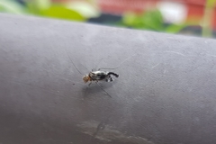 Cerastipsocus trifasciatus