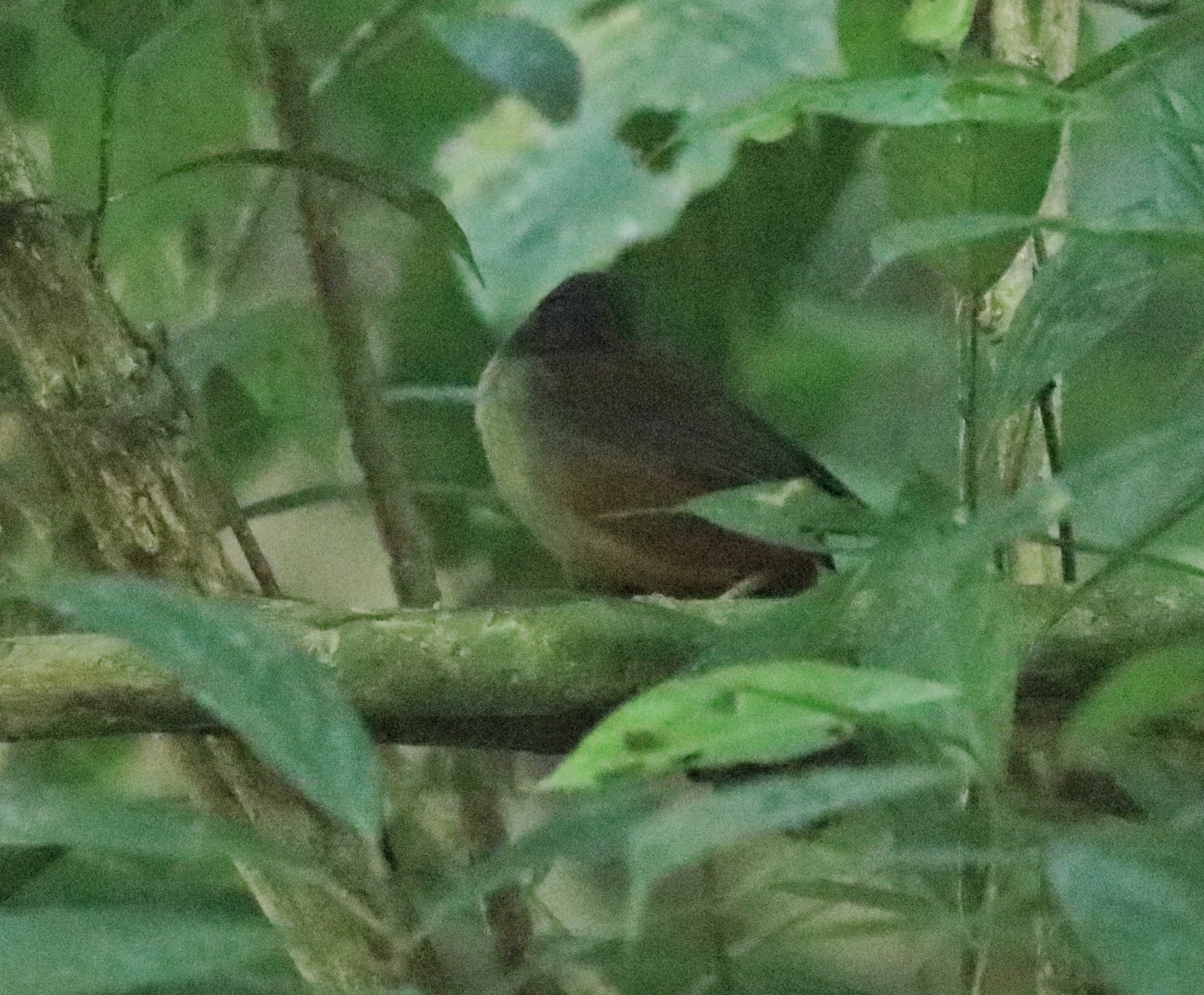 Wayanad Laughingthrush illustration