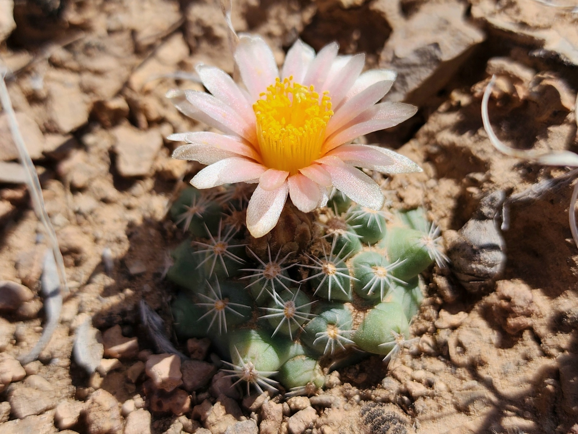 Pediocactus despainii