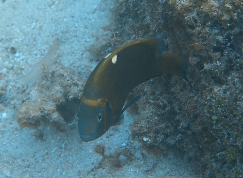 White-spot damsel (Dischistodus chrysopoecilus) — Pomacentridae — 5