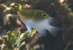 Blackvent Damsel photo 2