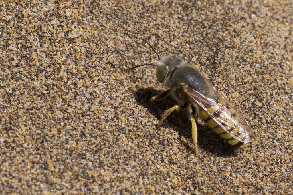 Bembix flavescens