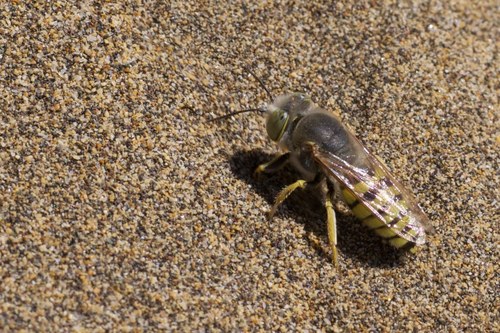 Bembix flavescens