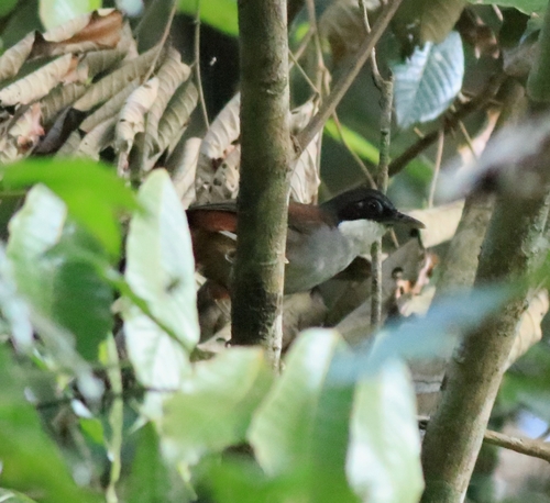 Wayanad Laughingthrush (Pterorhinus delesserti), photo 8
