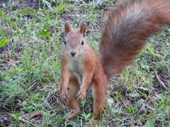 Sciurus vulgaris