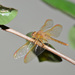 Sympetrum uniforme - Photo (c) Kim Dae Ho, some rights reserved (CC BY-NC), uploaded by Kim Dae Ho