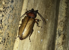 Archetypus fulvipennis