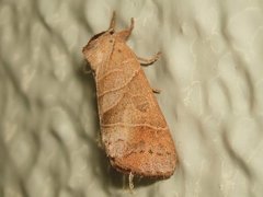 Clostera anastomosis