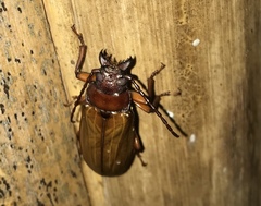 Archetypus fulvipennis