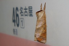 Clostera anastomosis