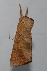 Clostera anastomosis