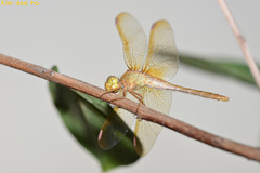 Sympetrum uniforme