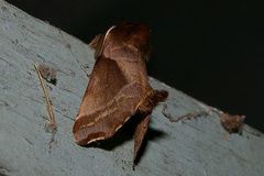 Gonoclostera timoniorum