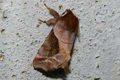 Gonoclostera timoniorum