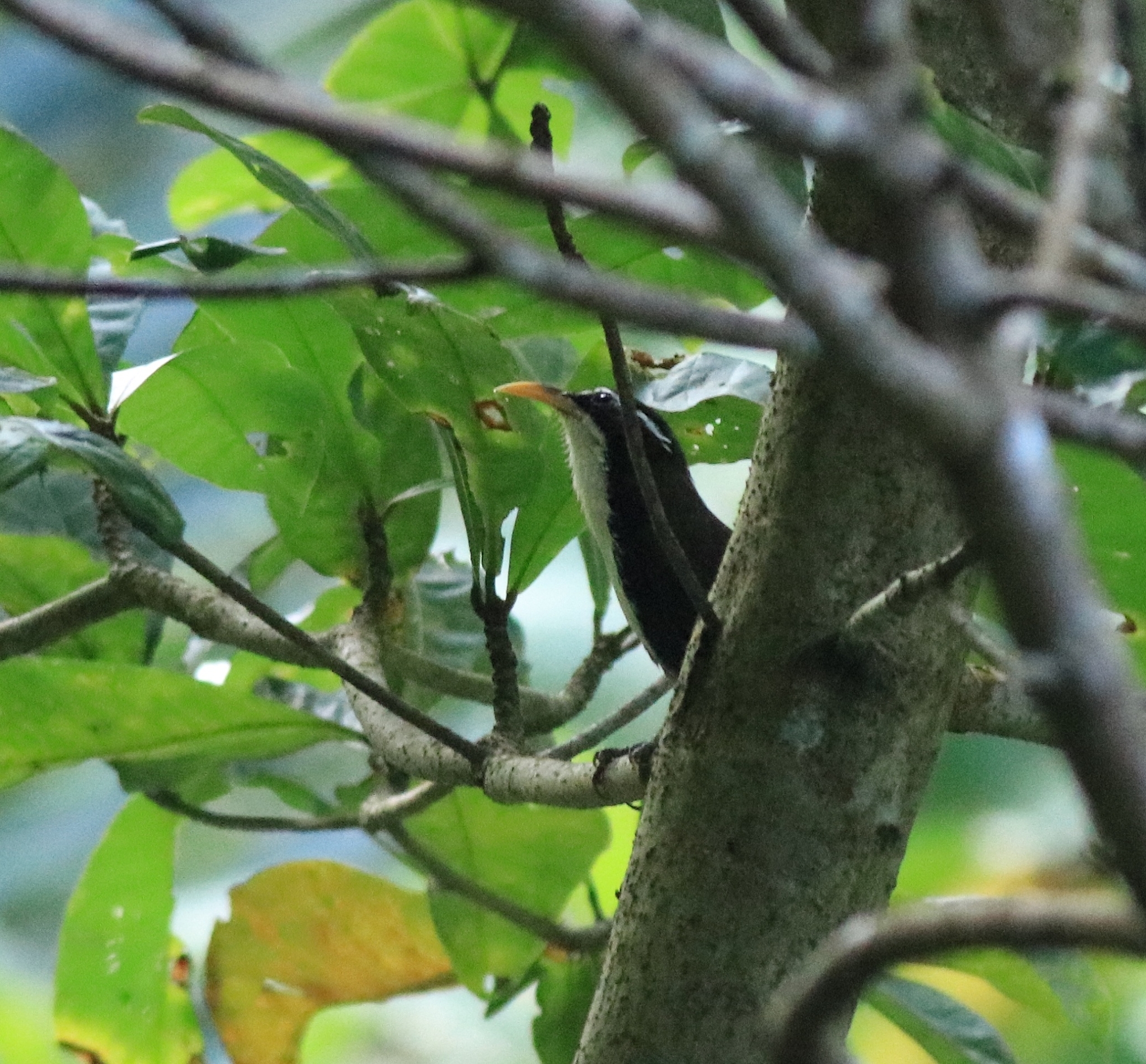 Indian Scimitar Babbler (Pomatorhinus horsfieldii), photo 8