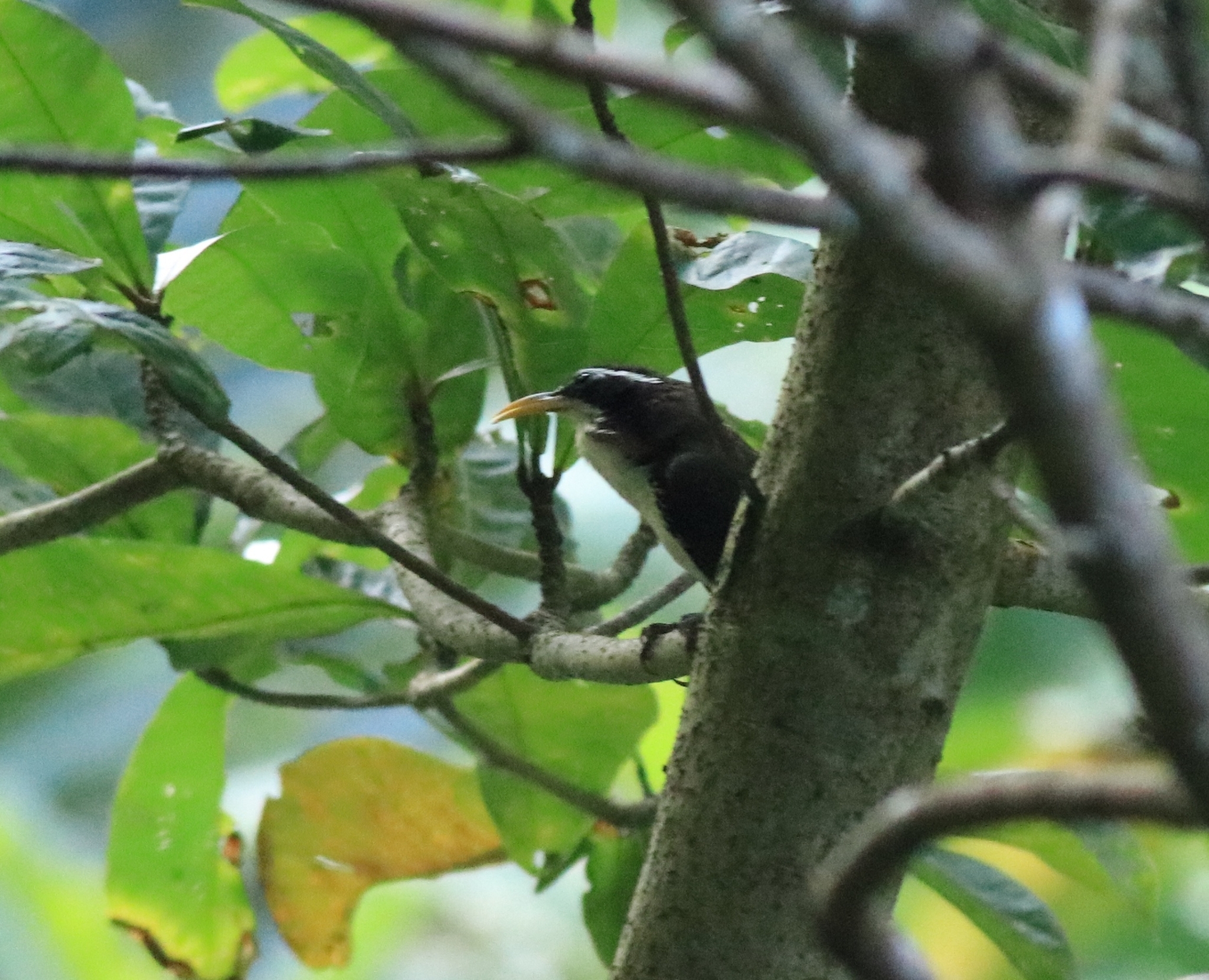 Indian Scimitar Babbler (Pomatorhinus horsfieldii), photo 9