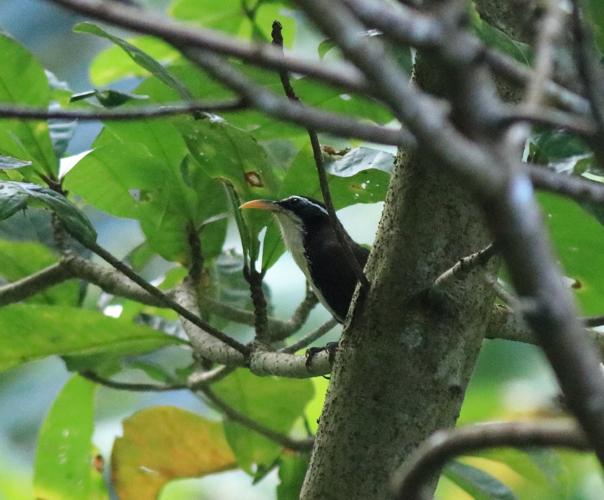 Indian Scimitar Babbler (Pomatorhinus horsfieldii), photo 10