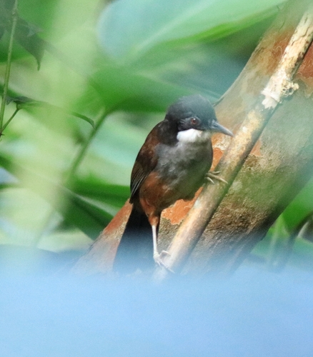 Wayanad laughingthrush