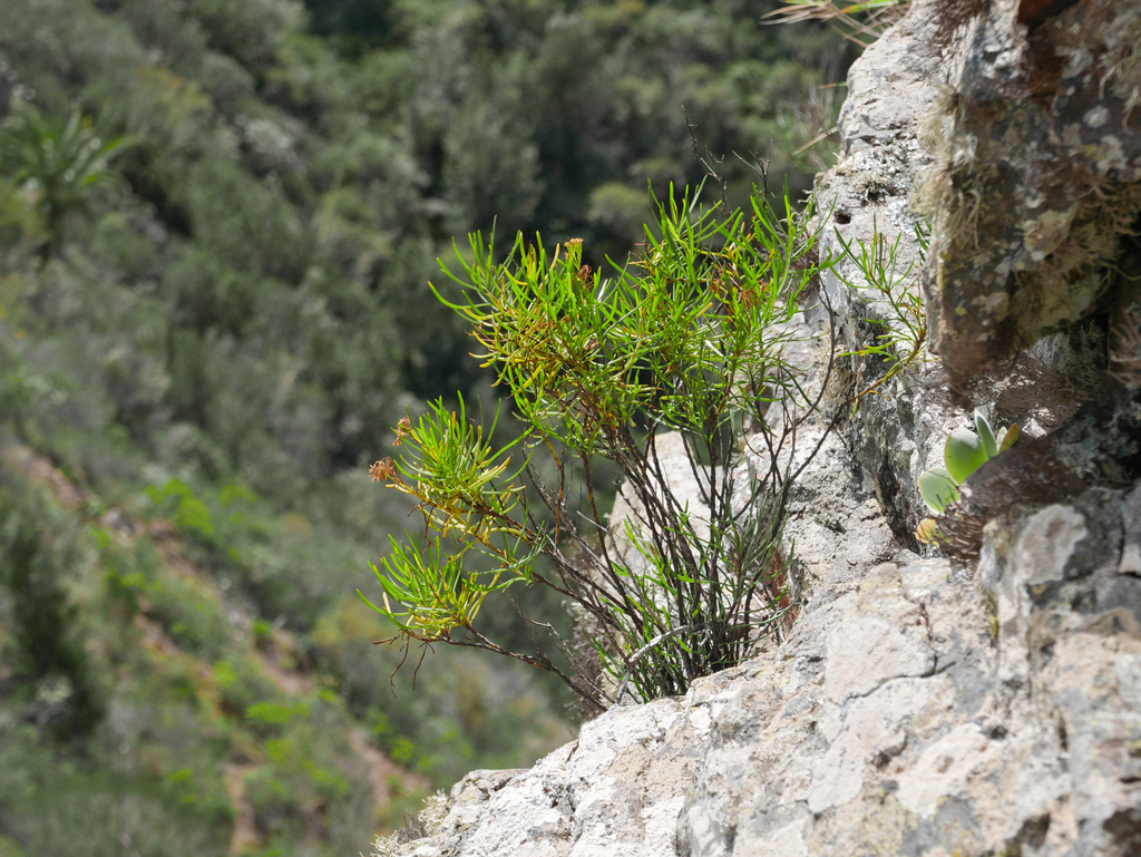 Bethencourtia hermosae