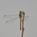 長尾蜻蜓 - Photo 由 Kim Dae Ho 所上傳的 (c) Kim Dae Ho，保留部份權利CC BY-NC