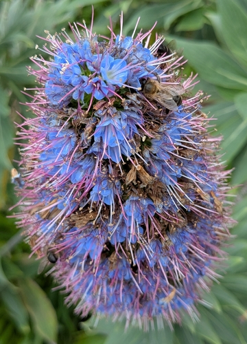 Image of Echium nervosum by (c) Lukas Feichtmeier, some rights reserved (CC BY)