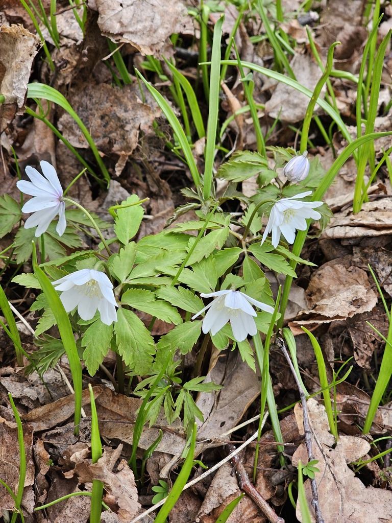 Altiac Altaic anemone from Ульяновский р-н, Ульяновская обл., Россия on April ...