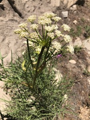 Angelica lineariloba