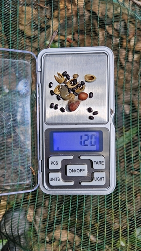 Pogonophora schomburgkiana (Pogonophora schomburgkiana)