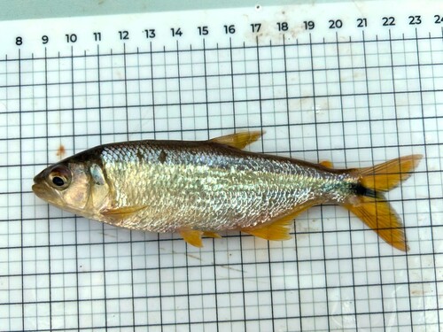 Parana sabretooth tetra (Oligosarcus paranensis) — Characidae — 3