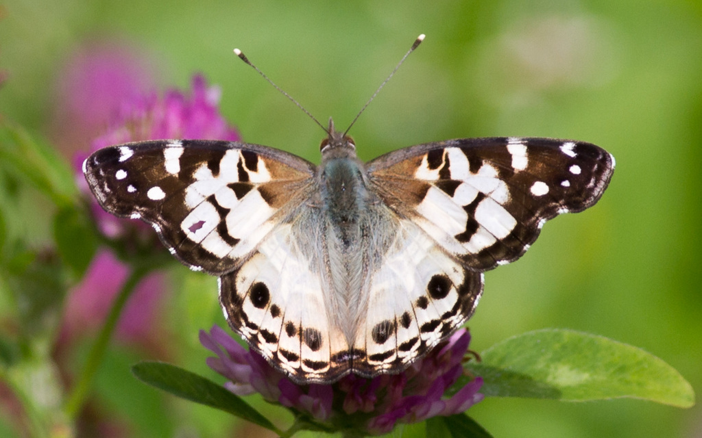 American Painted Lady