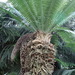 Cycads - Photo (c) Cliff, some rights reserved (CC BY)
