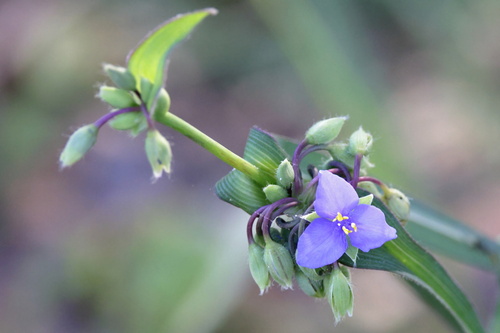 Image of Tradescantia virginiana by (c) Lauren McLaurin, some rights reserved (CC BY)