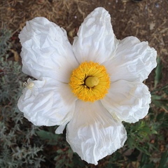 Romneya coulteri