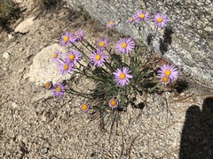 Erigeron algidus