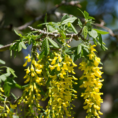 Laburnum anagyroides