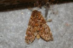 Hagapteryx admirabilis