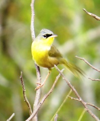 Geothlypis poliocephala