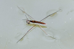 Limnoporus