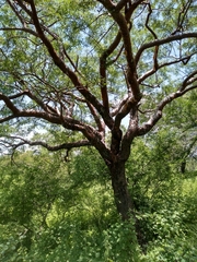 Bursera lancifolia