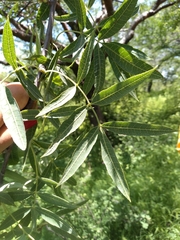 Bursera lancifolia